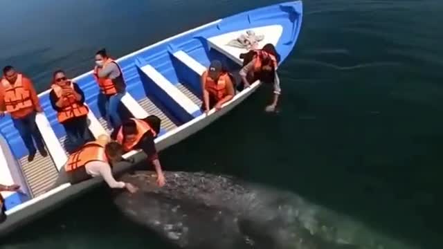 Do you dare to touch the gentle giant and see the world?