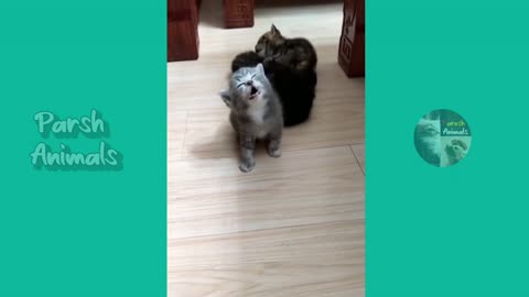 Funny animals - funny cats /dog - funny animal videos best videos of january 2023