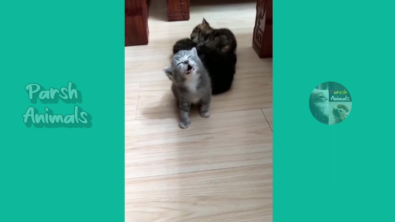 Funny animals - funny cats /dog - funny animal videos best videos of january 2023