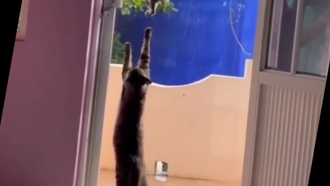Cat lovers