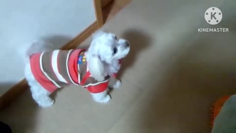 Dog barking video