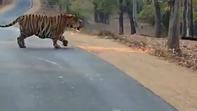 300 kg tiger crossing road in kanha tiger reserve.