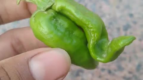 Nature's gift twin peppers