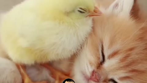 Are you feel LOVE ❤ CAT and BIRDS. How inocent cat🐱.