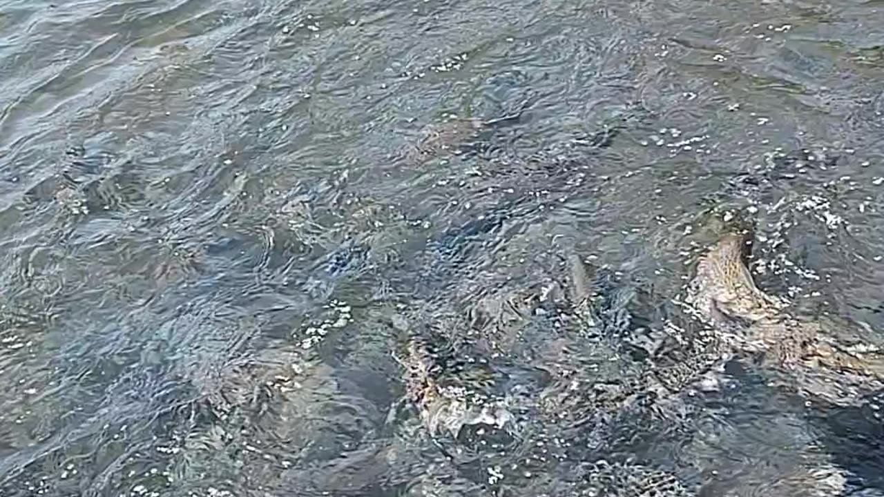 Salmon Feeding Frenzy, Roaring River Fish Hatchery