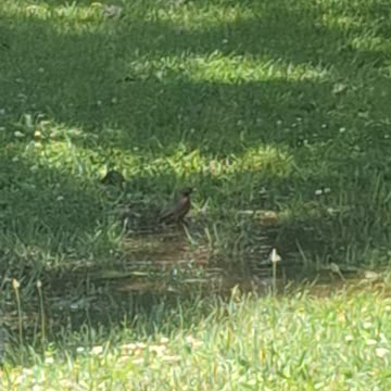 A robin taking a bath