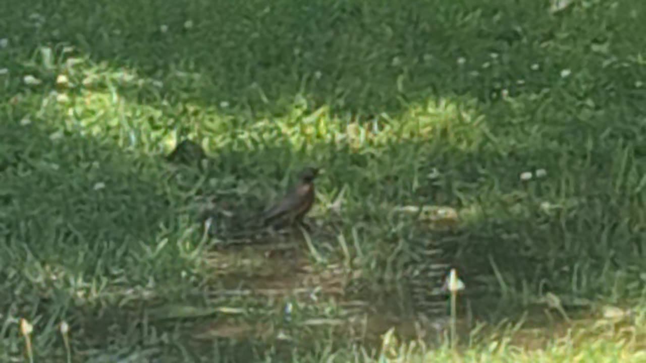 A robin taking a bath