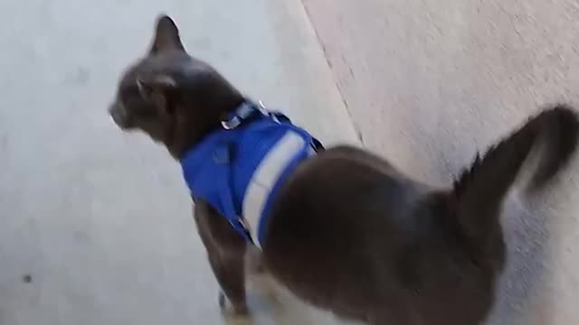 Cat Twerking