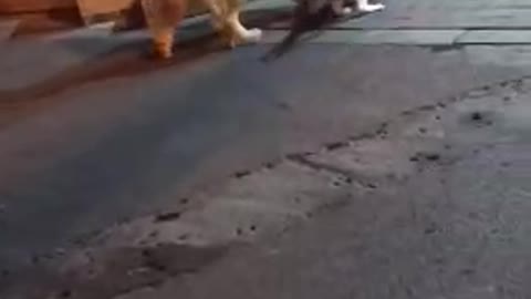 Nice dog separating cat to fight