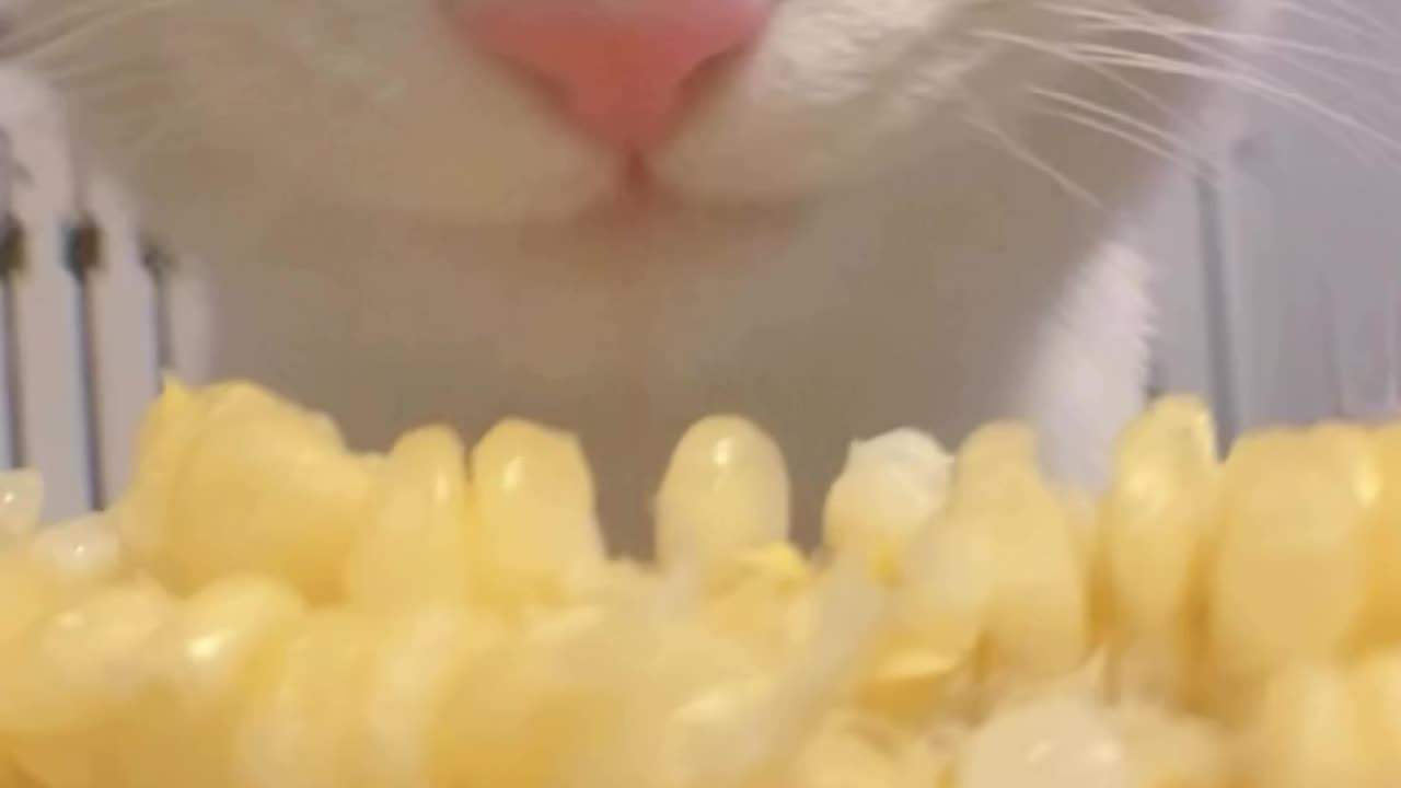 Funny and Cute Cats Videos #320