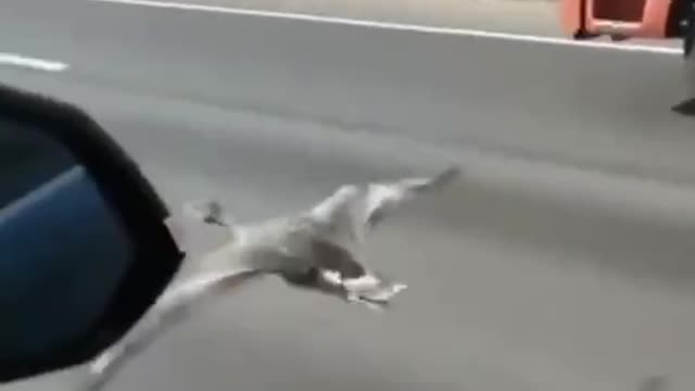 You know things are getting serious when the birds are joining the trucker convoy