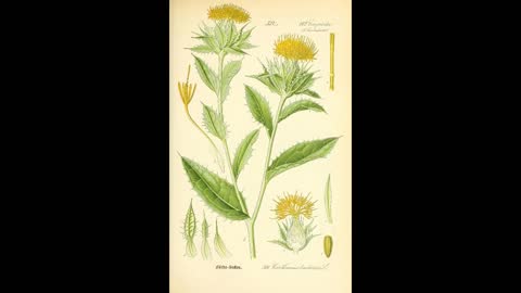 Alt-Tech 162 Safflower Domestication