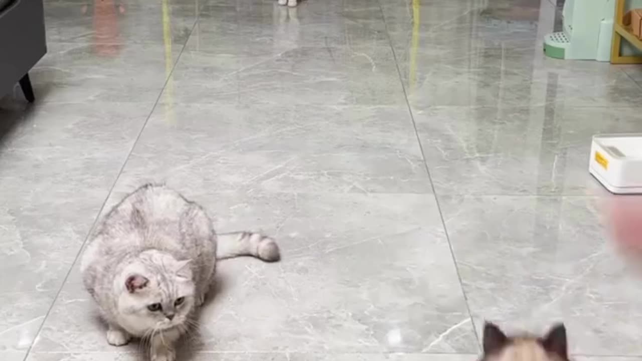 A Compilation of Cat Moments