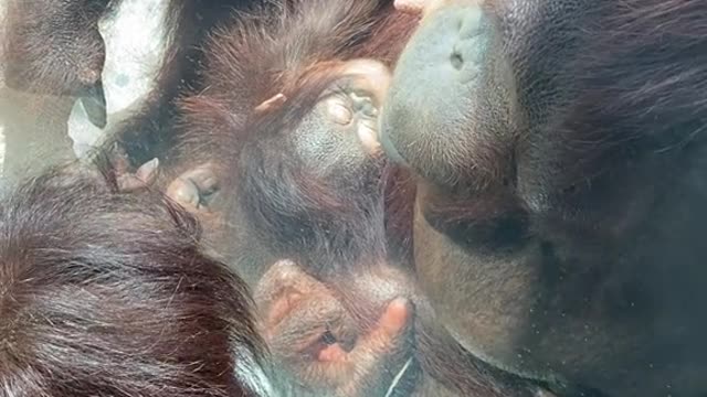 orangutans