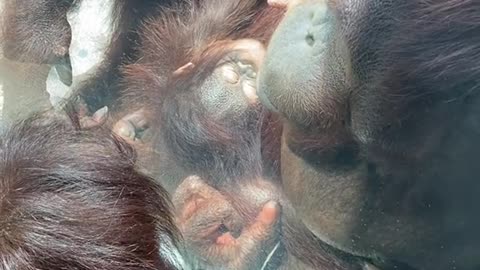 orangutans