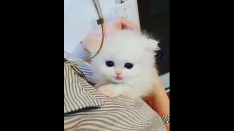 CUTEST CATS - Funny and Cute Cat Videos Compilation 2021