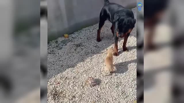 Compilation of humorous dog videos: The Funny Reactions of Jealous Dogs