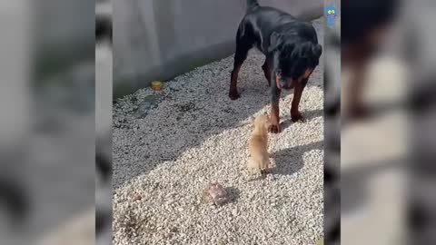 Compilation of humorous dog videos: The Funny Reactions of Jealous Dogs