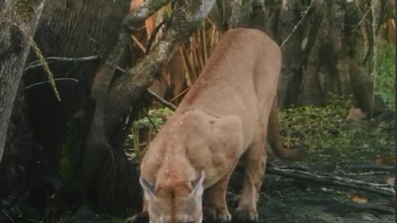 Exciting Lion Video