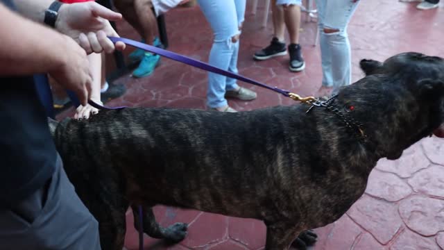 World's Largest Cane Corso goes to Biker Bar! #dogtraininglife