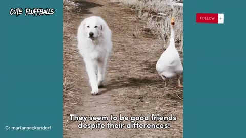 funniest animals 2023 best funny cats and dogs videos 😹😅