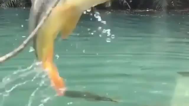 This is a beautiful and charming water-dwelling species