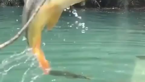 This is a beautiful and charming water-dwelling species