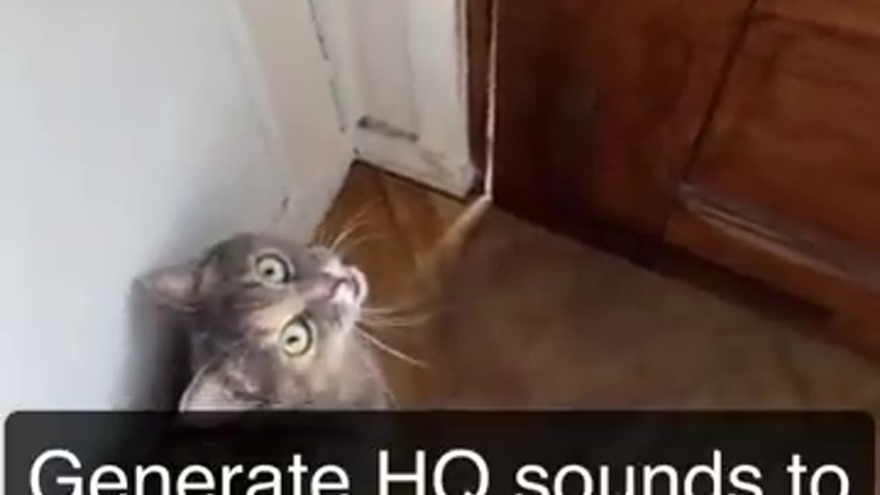 SOUND THATS ATTRACTS CATS