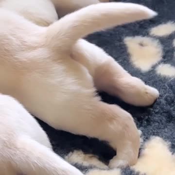 "A Symphonic Scene: When a Dog Shares Milk and Delights in Puppies' Dancing Tails"