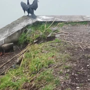 Comarant diving bird