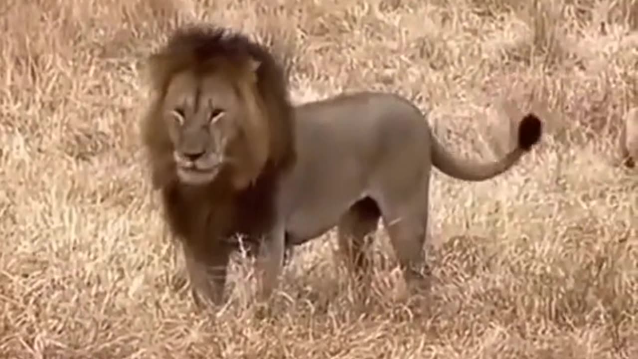 Lion