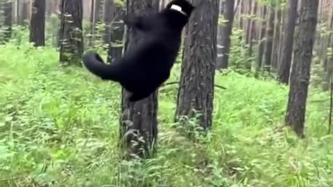 Rescued panther raised with Rottweiler