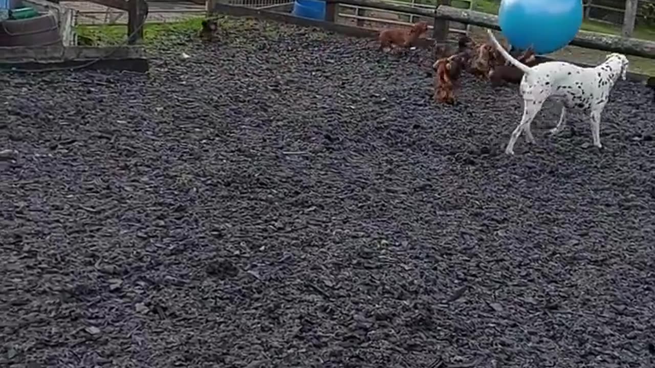 Dachshund pack has the best time bouncing around an exercise ball 🐶😄😊🥰