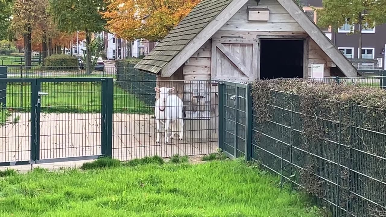 Adorble funny cute sheep looking and enjoying life