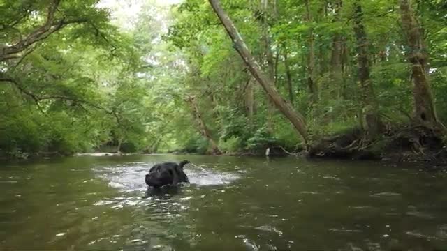 Palmerton_Dog_Trainers