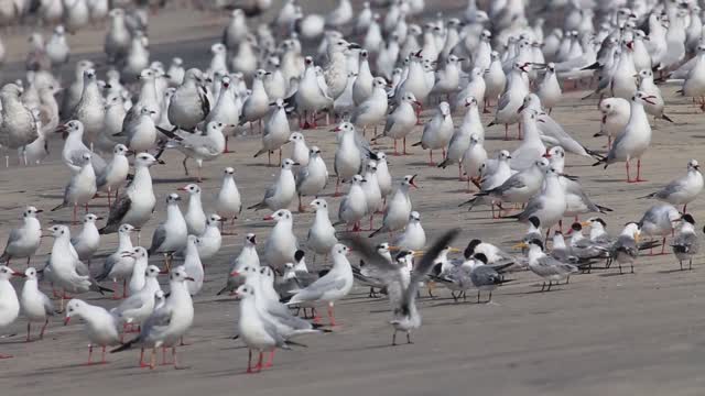 Video of Seagulls