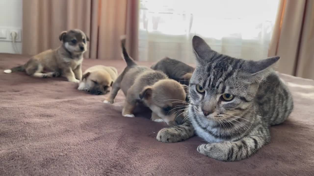 Funny cat reaction to puppies