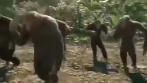 قرود monkys