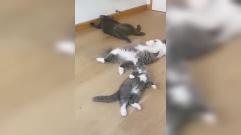 Cats funny acting 😄