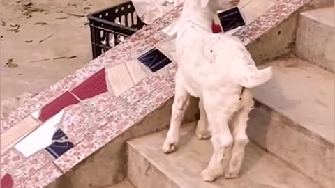 Playful lambs are having the time of their life 🐑❤️