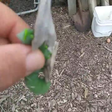 Horned tomato worm vs chickens