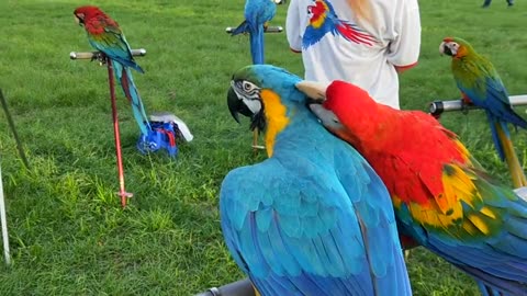 Beautiful parrots