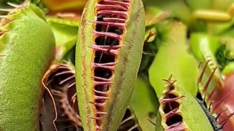 💋Good Morning, Carnivorous Plant