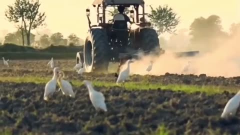 Punjab farming video