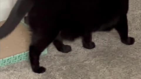 Adopting a Cat from a Shelter Vlog - Cute Precious Piper Looks Decorative on Her Tuffet #shorts