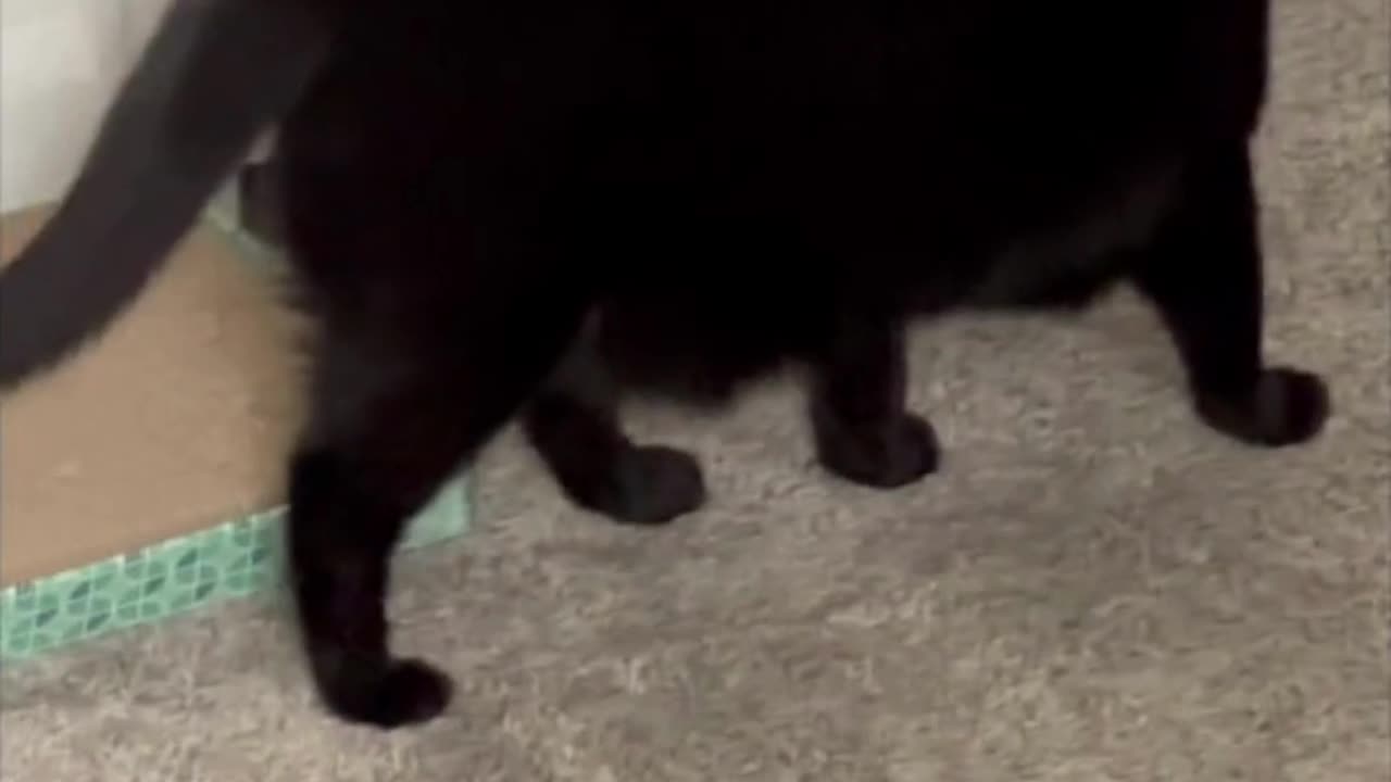 Adopting a Cat from a Shelter Vlog - Cute Precious Piper Looks Decorative on Her Tuffet #shorts