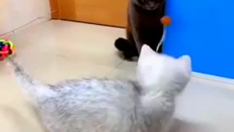 videoplayback