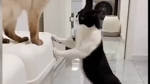 Cute and funny animals 😺🐶