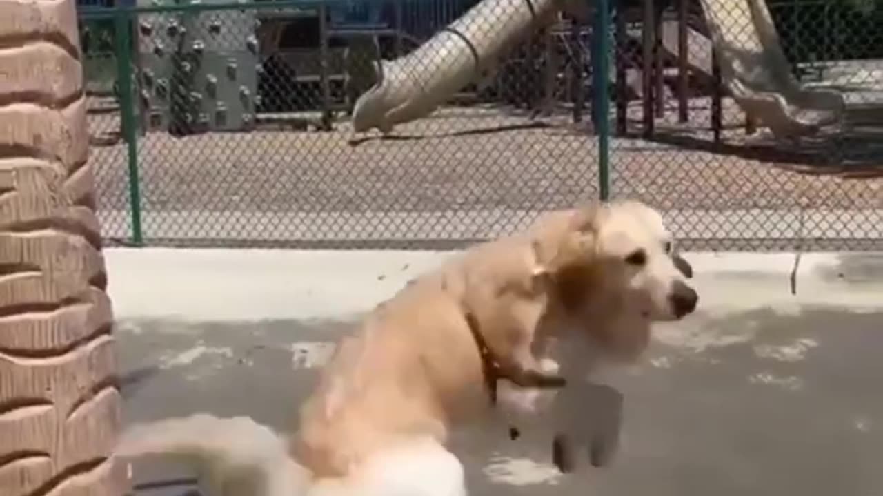 Funny dog jumps when water falls on him