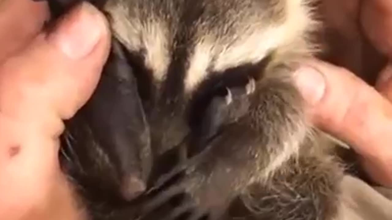 Raccoon purring on international raccoon day